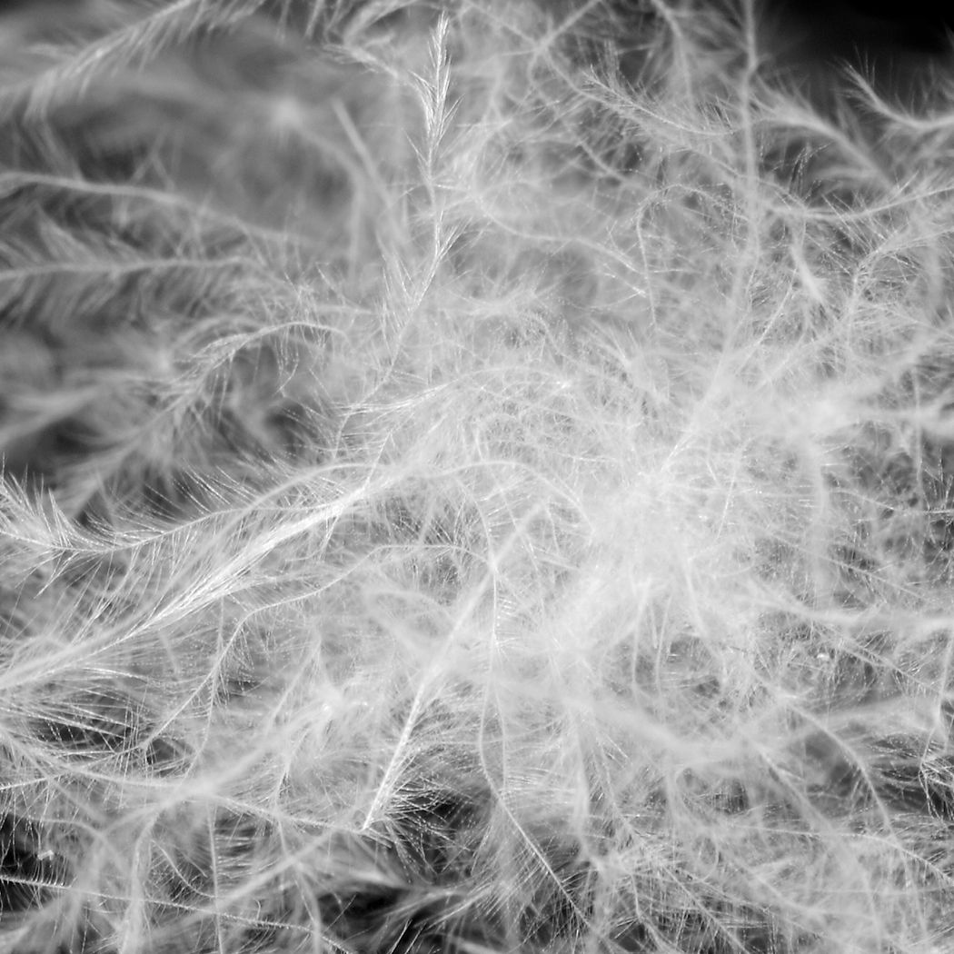 Set of 2 Pillows Inserts Cushion Soft Goose Feather